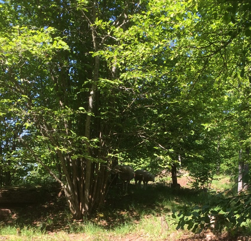 5F041258-3BA6-40A1-B52C-AE4307E606EC