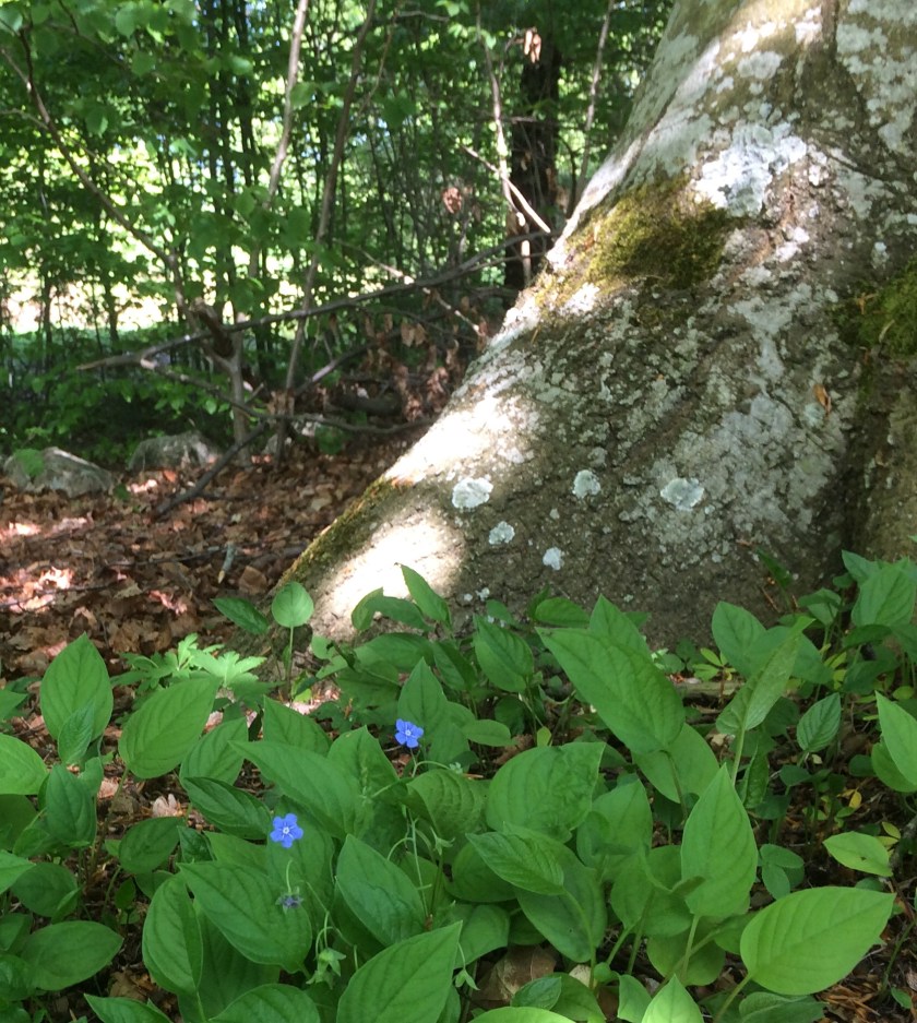 81ABC6DE-8EEE-4419-AD67-25775E1D41C0