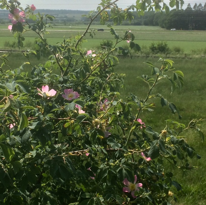 99649CFD-F536-4529-B096-E96FD07CEF79