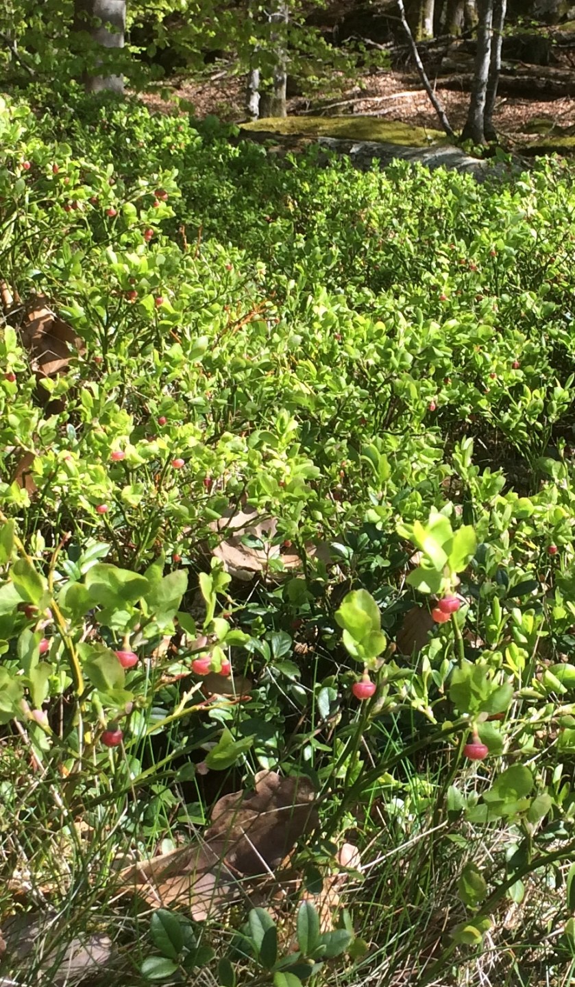 BDD2178A-EEDB-4D20-A694-C40F7595E423