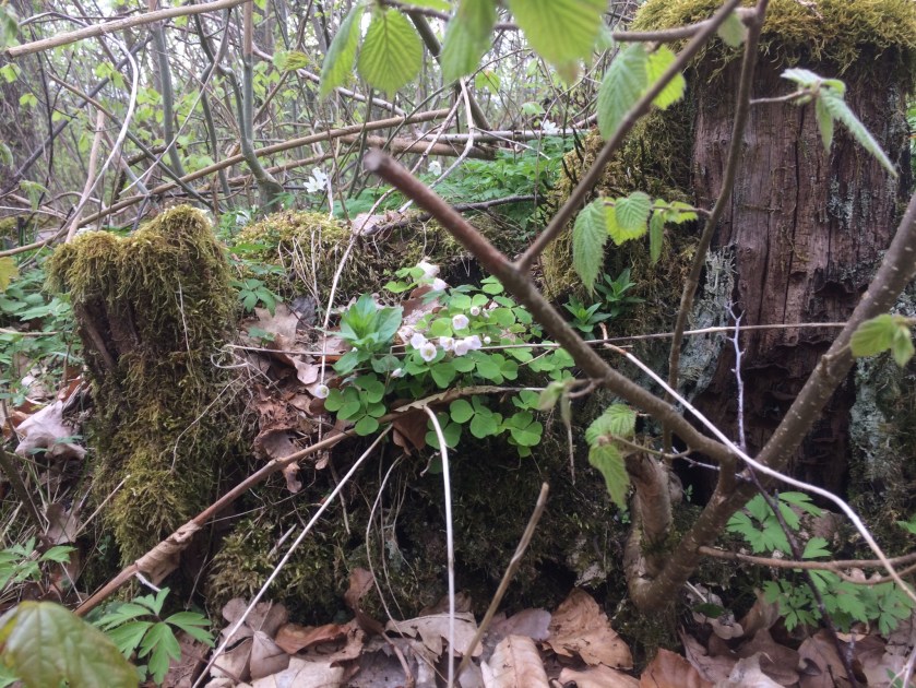 CF6E6A48-C2F4-45DD-AACB-86C8917A9884