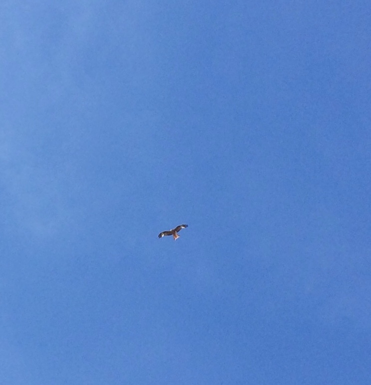 3E99A034-E9B9-4A25-82FD-DD46A88EE5C9