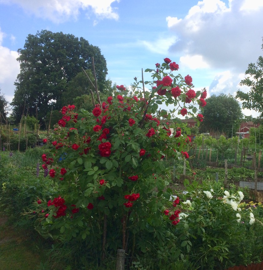 42C305A5-F04C-4937-BD4A-8B7D473E347B