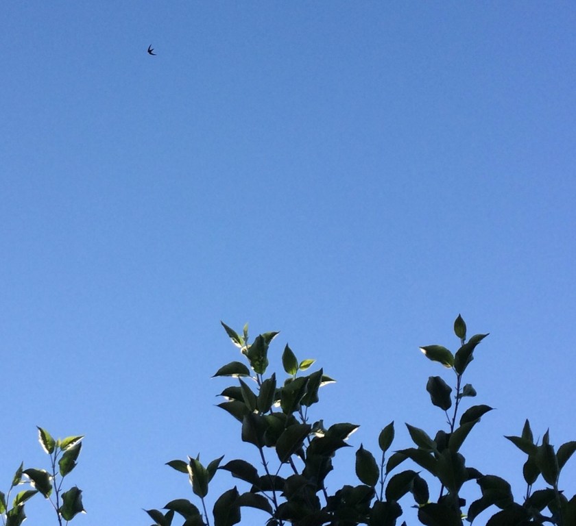 493BBD7C-B409-403A-AC79-C4384239B9DF