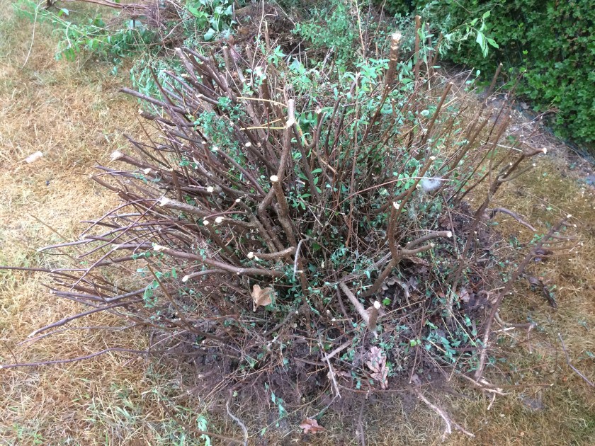 6F521BE5-D482-441B-ADC7-C5AE201A46B6