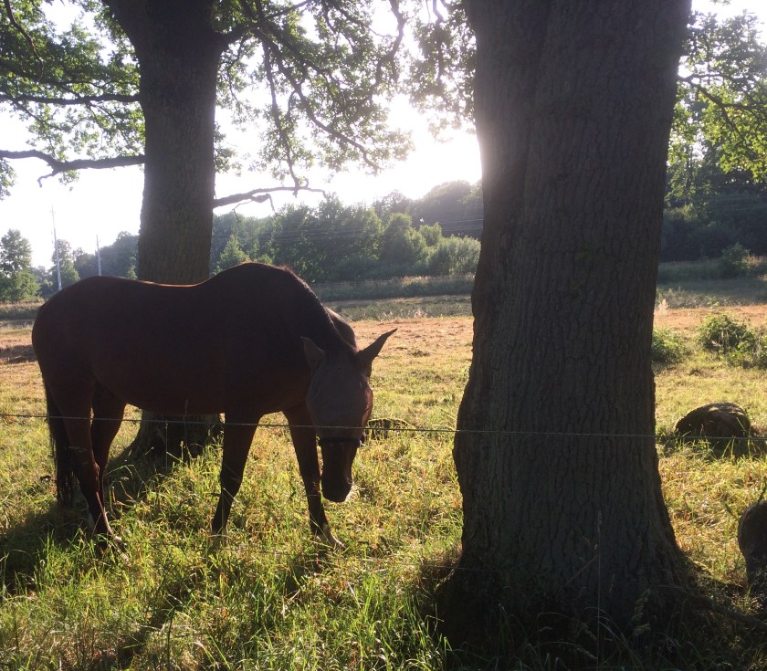 AEAFBA5A-F71A-4C0D-A183-BDFF313BBE9C