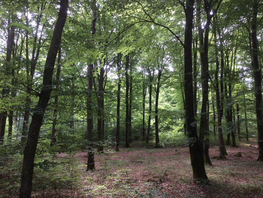 BAD305DF-5CF0-41EC-A9FC-B75C3CC55819