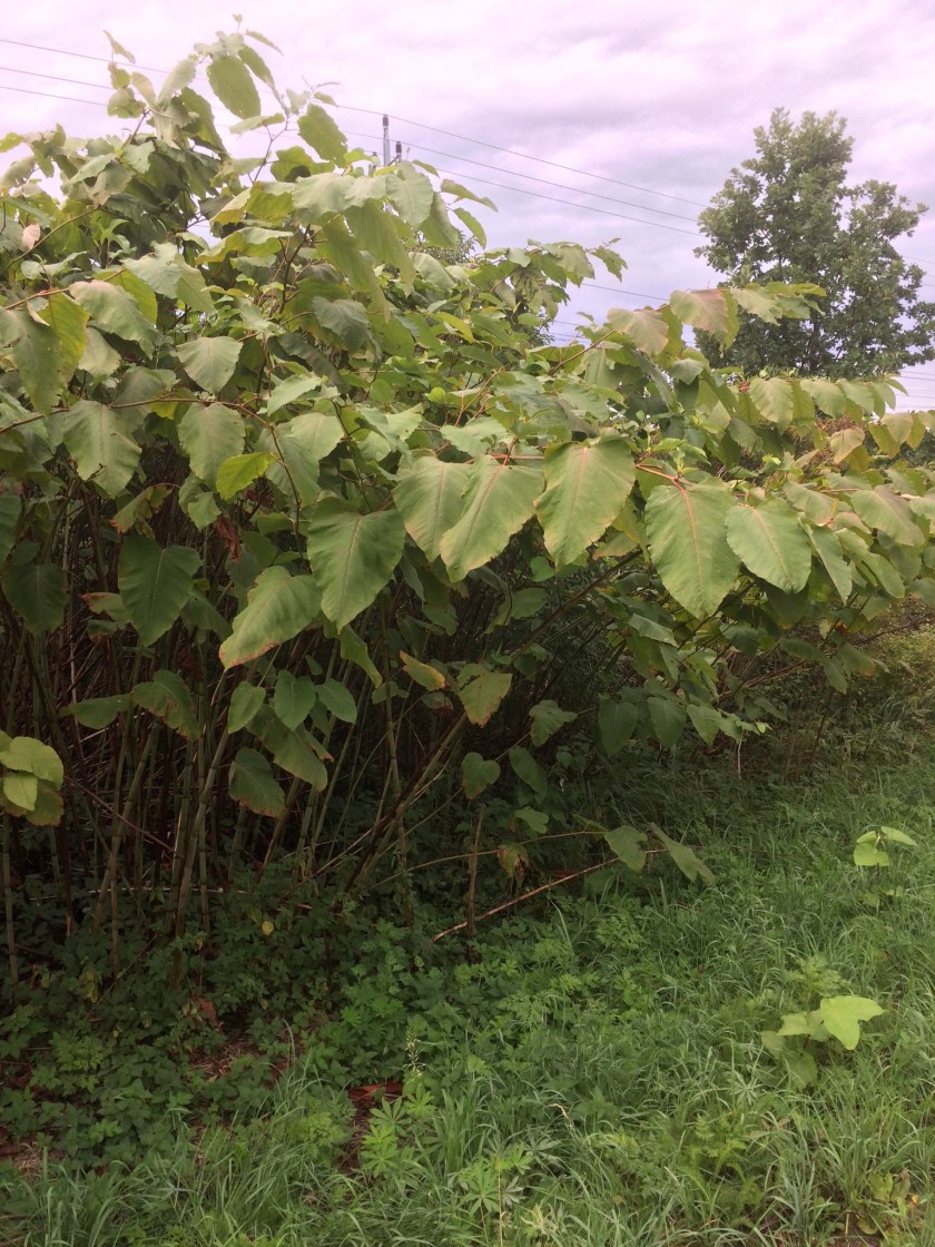 C1E81AD7-BE5E-452B-B2D0-A090886A68CB