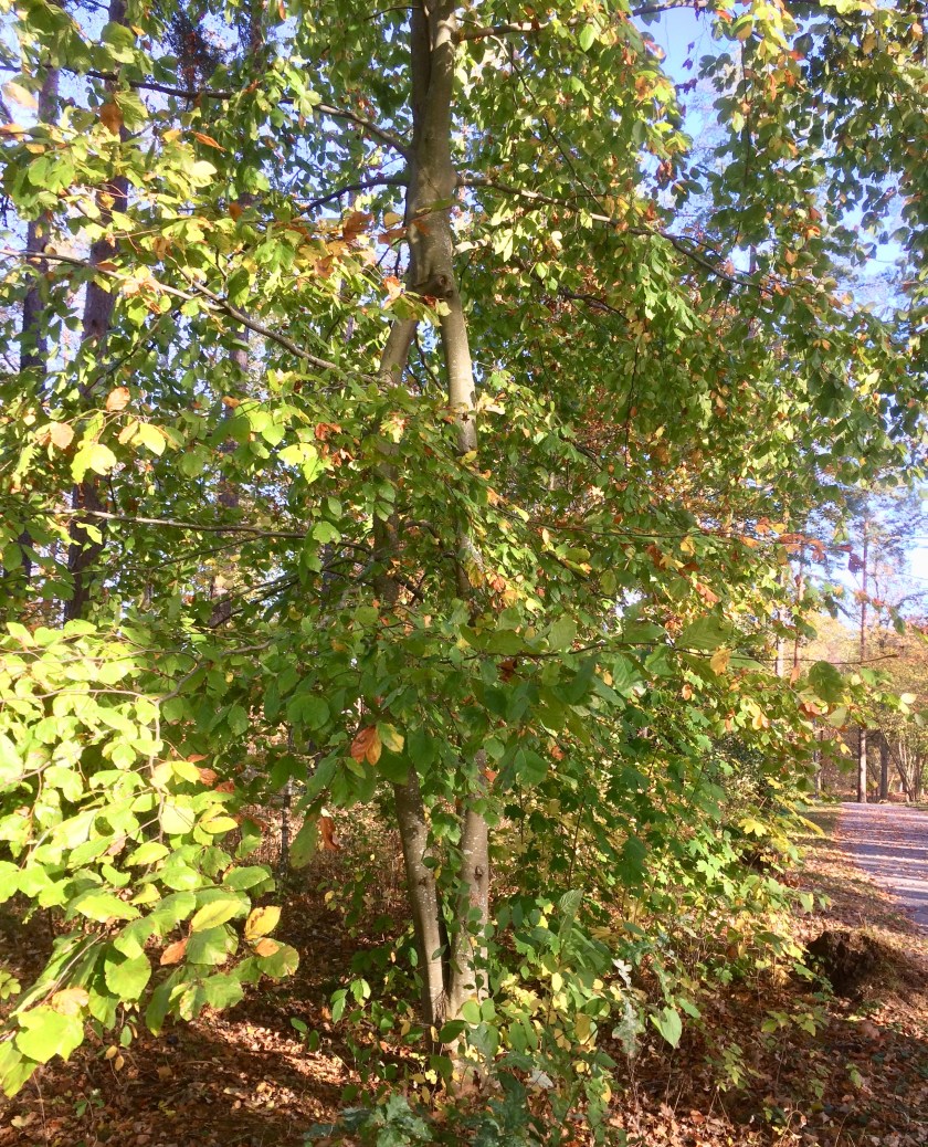 EE52EDF2-4CA2-4E8F-AA3E-C03F161DE504