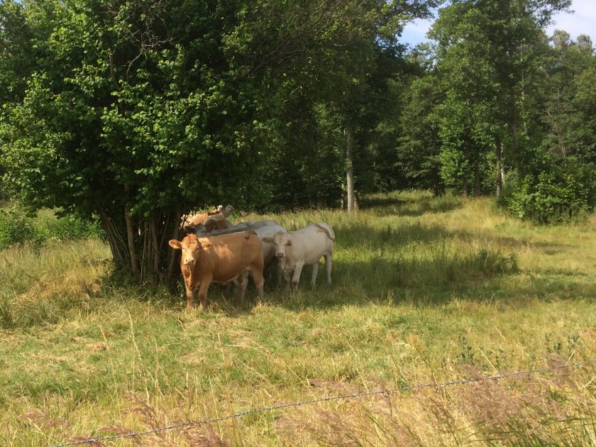 0567EC0E-9070-46D2-9666-FAF9EFB33747