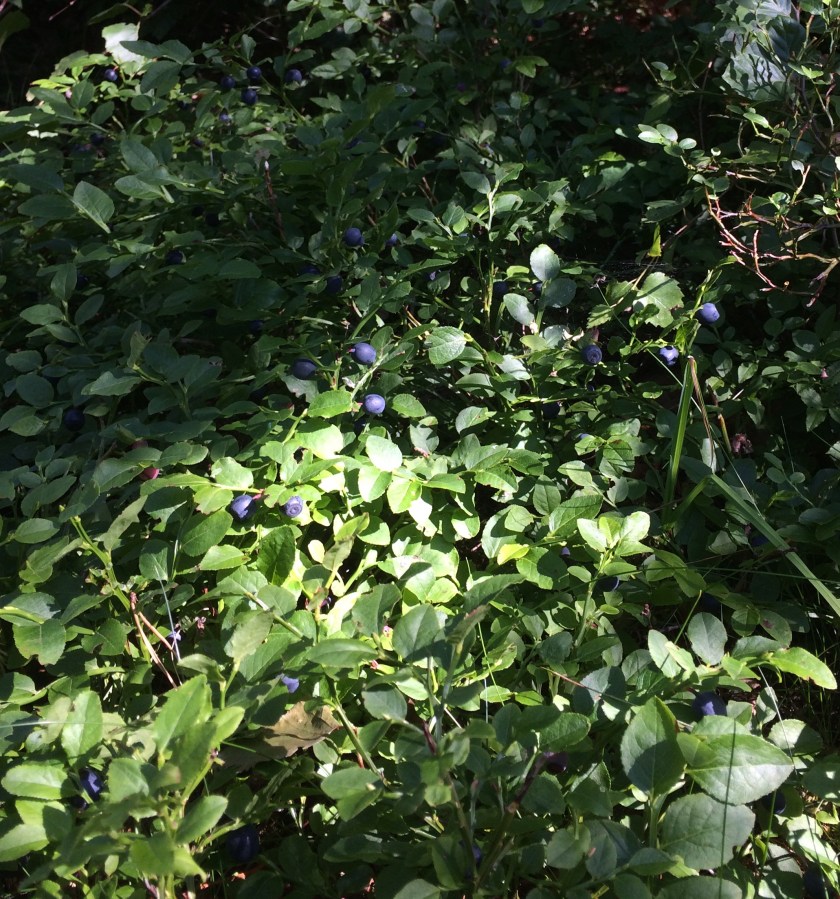 1CF0F5DC-D87A-43E1-B465-3A4F98B8FC5B