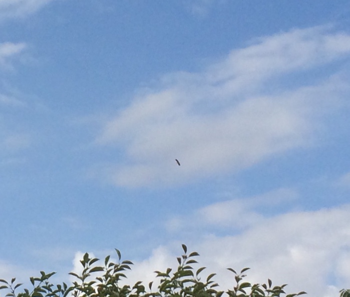 DF5BAE69-D6C3-4AA6-BBFD-CA1EFF212A00