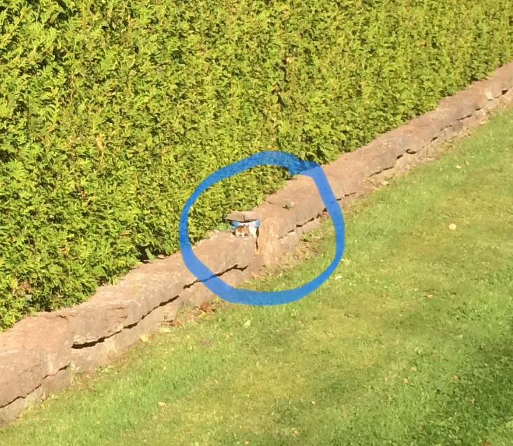 431E7FBF-8E0C-4620-8109-36CC6981F382