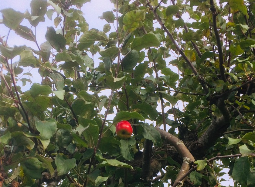 65C1564D-E4EC-487B-9EB7-7CD42BA19BC2