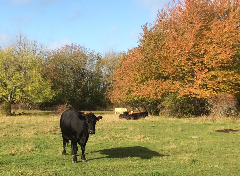 A015D609-6CB8-414B-831B-C1C410ACAB42