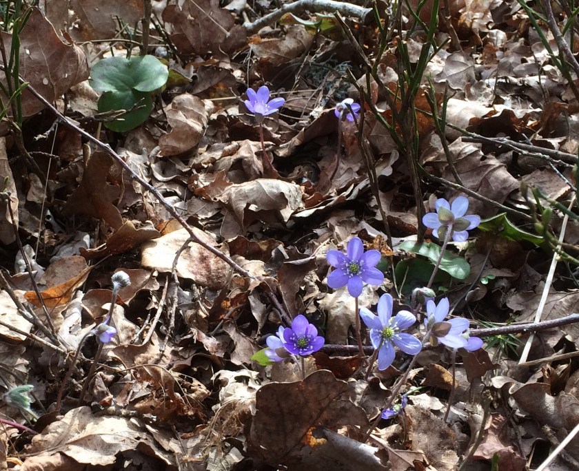 E7EB2B13-7DFF-47EF-86BB-2FFC90D9C523