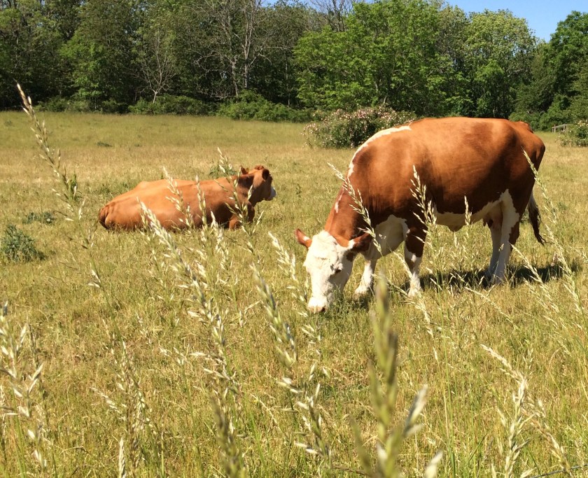 0654F29A-3652-4A95-86EB-7B0CC18EC866