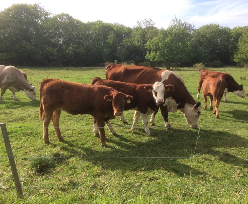 D1C5D7B5-D503-4FDE-95B7-47B0A1A4C0A4